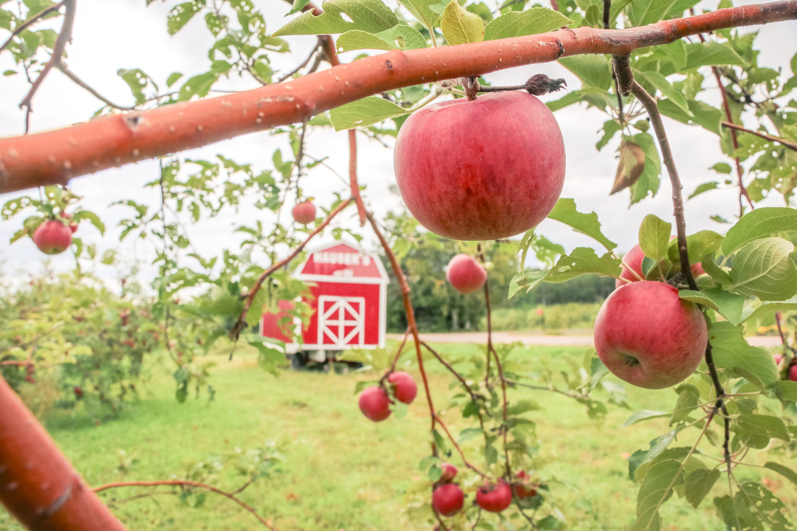 apples on a tree
