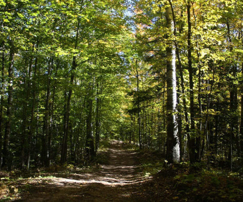 chequammegon national forest