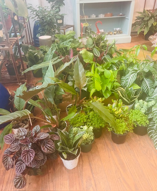 plants